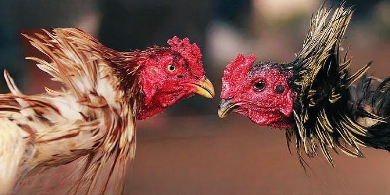 Các cửa cược phổ biến tại đá gà Thomo TA88