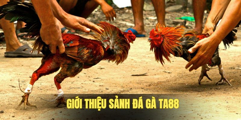 Tìm hiểu về sảnh đá gà TA88