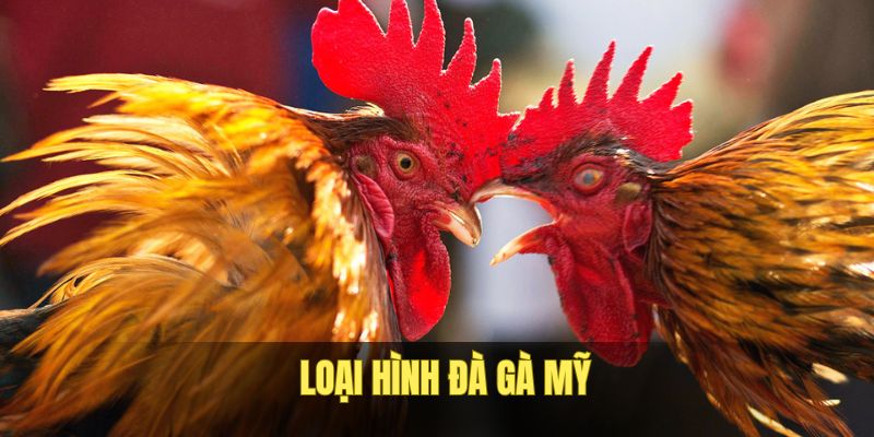 Sản phẩm cá độ đá gà Mỹ