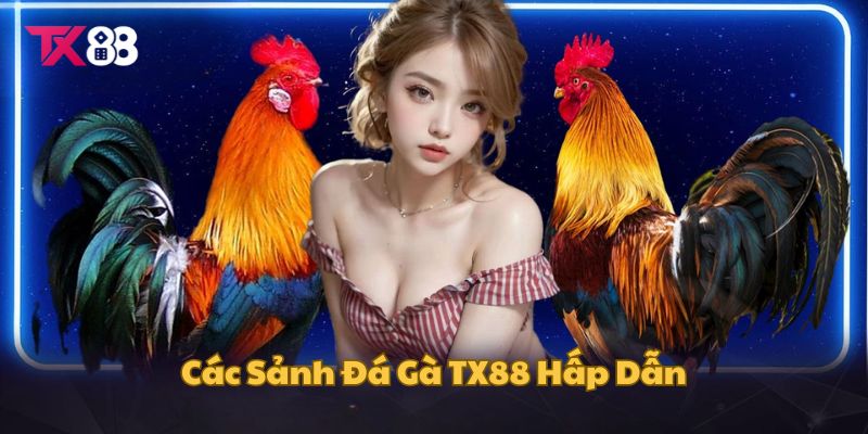 Các sảnh cược chọi gà hấp dẫn tại link tx88
