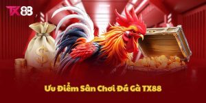 Ưu điểm khiến sảnh cược đá gà TX88 luôn thu hút