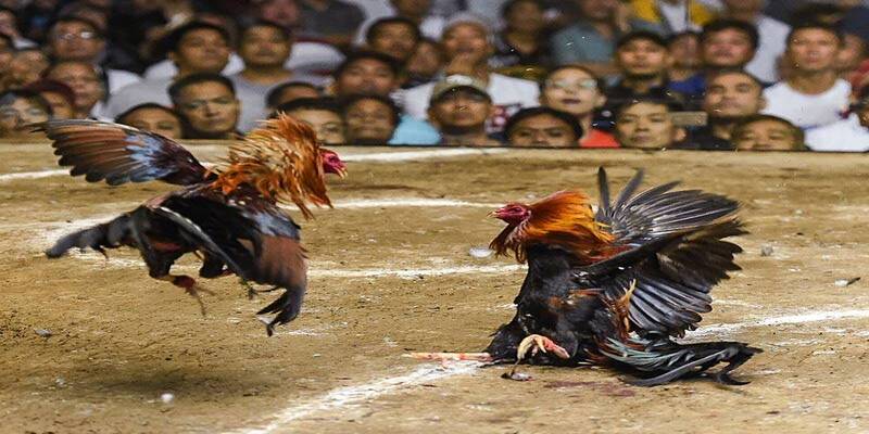 huong-dan-nhanh-cach-tham-gia-da-ga-truc-tuyen