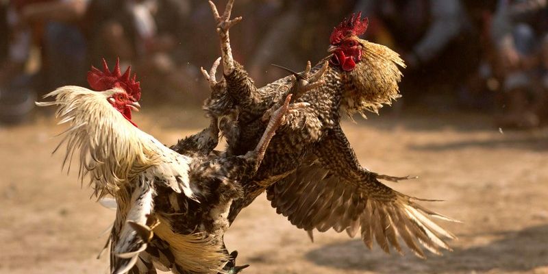 uu-diem-cua-chuyen-muc-da-ga-100vip-noi-bat